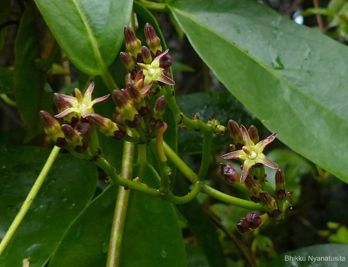 Parsonsia alboflavescens (Dennst.) Mabb.